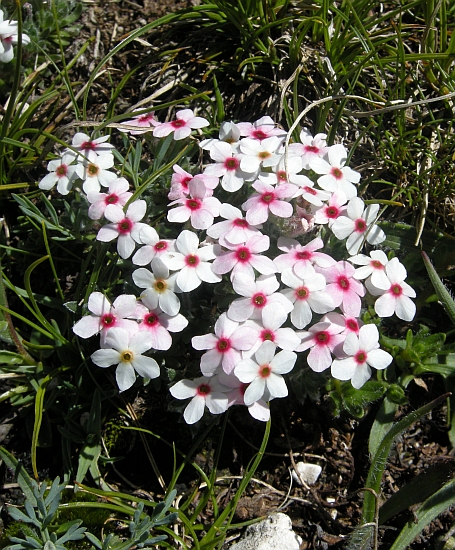 Androsace villosa /Androsace appenninica